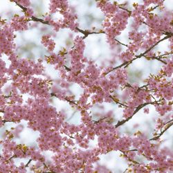 pink cherry blossoms in the spring seamless tileable repeating pattern