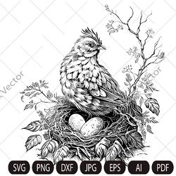 hen laying on eggs in a nest, chicken clipart, farm birds, bird in a nest, instant digital download  ,cut files