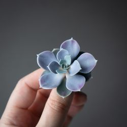 handmade succulent brooch echeveria perle von nurnberg