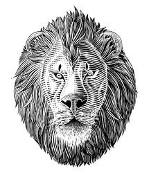 illustration vector graphic of the lion head hand draw vintage. vector engraved illustration