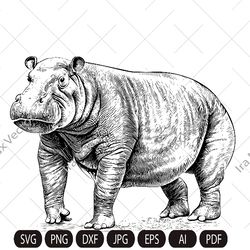 hippo svg, cute hippopotamus, hippo detailed sketch,outline cut file,  jungle safari, zoo animal clipart, hippo engravin