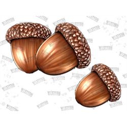 acorns png, sublimation png, thanksgiving png, fall png, acorn sublimation, acorn clipart, digital download, png designs