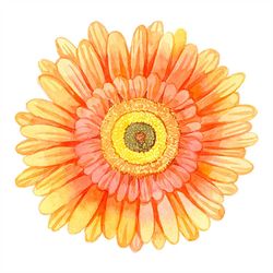 watercolor gerbera svg, flower svg, gerbera svg, gerbera flower svg, birthday gift svg, gift for girl svg, flower lovers