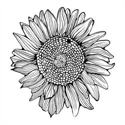 drawing sunflower svg, flower svg, sunflower svg, black white version svg, birthday gift svg, gift for girl svg, flower