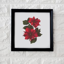 poinsettia