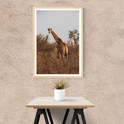 giraffes, herd, safari
