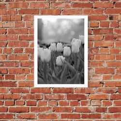 black&white style, tulips, flowers, spring,