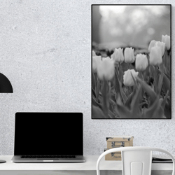 black&white style, tulips, flowers, spring,