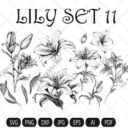 lily flower svg, lily svg bundle, lily set svg, hand drawn lily svg, flwer bouquet svg, floral svg, flower wedding, flow