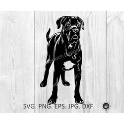 cane corso svg, dog svg, cane corso puppy cut files, cane corso standing files cricut cane corso clipart,cane corso png