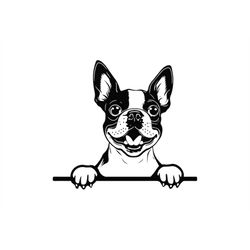 peeking boston terrier svg, peeking boston terrier clipart, peeking boston terrier dog svg files for cricut