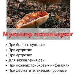 tincture of fly agaric for rubbing, 100ml