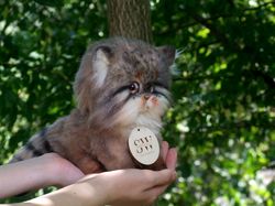 in stock!!!! manul,cat,ooak artdoll,realistic toys,kitten