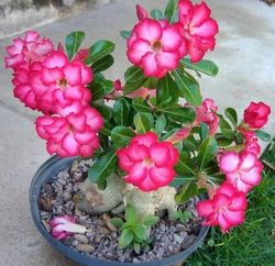 adenium obesum desert rose rooted bonsai live red & rose pink variegated flower plant, indoor bonsai houseplant