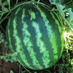 watermelon organic seeds - heirloom, open pollinated, non gmo - grow indoors, outdoors, in pots, grow beds, soil, hydrop