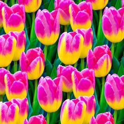 Tulip Heaven 22 Tileable Repeating Pattern