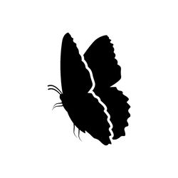 butterfly svg, png, jpg files. butterfly silhouette. butterfly. digital download.