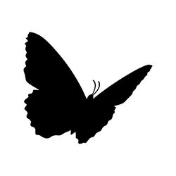 butterfly svg, png, jpg files. butterfly silhouette. butterfly. digital download.