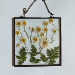 painting in glass, herbarium, herbarium in glass, wall panel, panel, painting, chamomile dried flowers