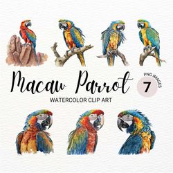 watercolor macaw parrot clipart | bird clipart | jungle bird png | digital planner | safari animals | digital download |