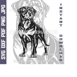 rottweiler svg file | cut file for cricut | printable png| svg dxf cut files | laser file | digital download | svg