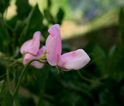 premium sweet peas spencer mixed flower seeds - vibrant colors and fragrance for your garden pack of (40 seeds)