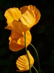 poppy shirley mixed seeds - stunning variety of 40 seeds for vibrant garden blooms