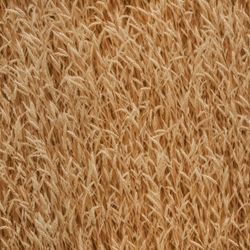 field of wheat pattern tileable repeating pattern