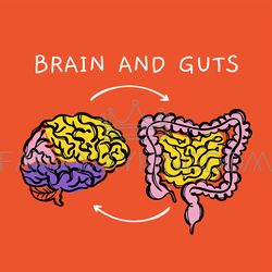 brain and guts diagram of interaction of human organs vector