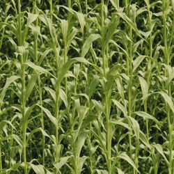 corn maize field pattern pattern tileable repeating pattern