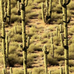saguaro desert 42 pattern tileable repeating pattern