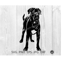 cane corso svg, dog svg, cane corso puppy cut files, cane corso standing files cricut cane corso clipart,cane corso png