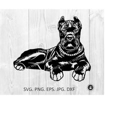 cane corso svg, dog svg, cane corso puppy cut files, cane corso lying files for cricut cane corso clipart,cane corso png