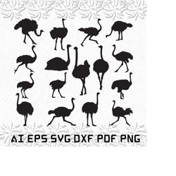 ostrich svg, ostrichs svg, birds svg, animal, bird, svg, ai, pdf, eps, svg, dxf, png
