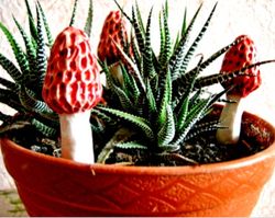 set of 2. large red morel mushrooms ceramic planter decoration handmade garden