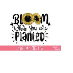 bloom where you are planted svg, sunflower svg quote, mom t-shirt svg, motivational svg, inspirational svg, kindness svg