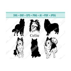 collie svg - collie silhouette svg - dog svg - digital cutting file - vector file - cricut cut - instant download - svg,