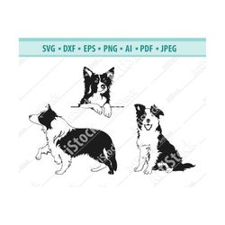 Border Collie Svg, Border Collie Silhouette, Dog Breed Svg, Herding Dog Svg, Svg Cutting File, Border Collie Clipart, Cr