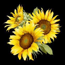 Sunflower Png, Sunflower Png, Sunflower Png Sublimation Design, Hand Drawn Sunflower Png, Yellow Sunflower Png