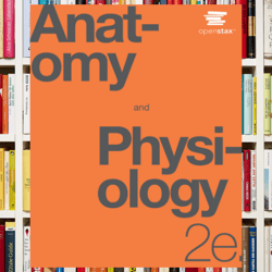 anatomy and physiology 2e