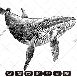 Whale Svg, Whale clipart, whale detailed , whale silhouette, whale png, humpback whale, Printable Whale Svg, ocean svg,