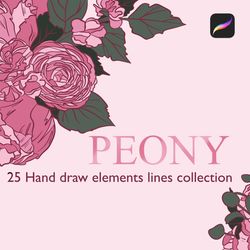 peony _hand draw elements lines collection brushes