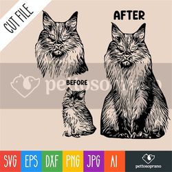 maine coon cat before and after instant digital downloadable file for silhouette,clipart,vector,cricut.in svg,dxf,png,jp