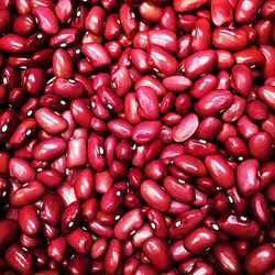 fresh red beans