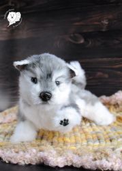 realistic toy husky puppy pet portrait