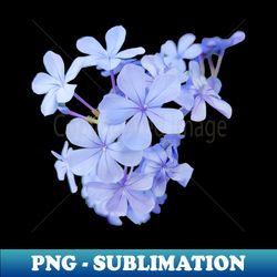 little blue flowers photo - modern sublimation png file - perfect for creative projects