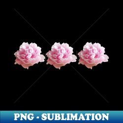 three pink peony flower photos - stylish sublimation digital download - perfect for personalization