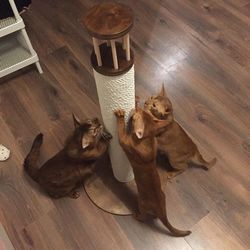 big post scratching post (93 cm)