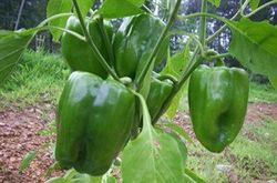 pepper green bell ( seeds)