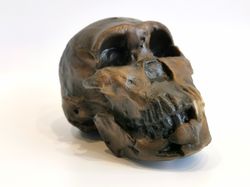 homo naledi neo skull replica les 1, full-size 3d printed hominid skull without jaw, museum quality anthropology model,